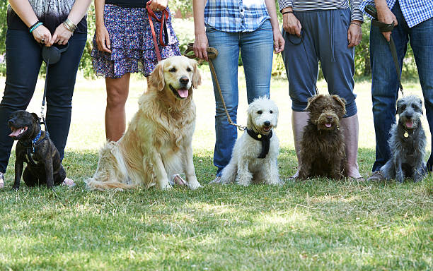 education canine annecy